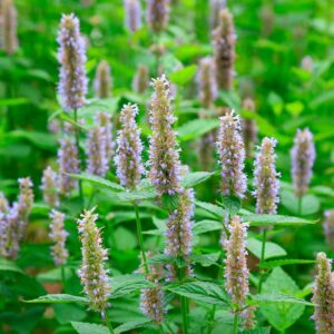 Patchouli Fragrance Oil