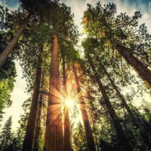 Sequoia & English Oak