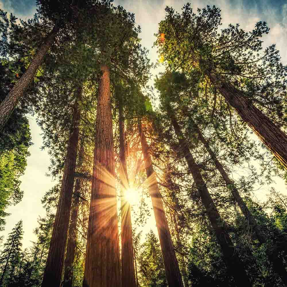 Sequoia & English Oak