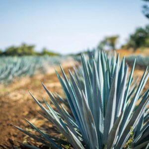 Agave Jade