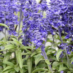 Hyacinth & Sage
