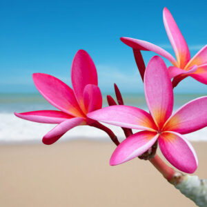 Beachwoods & Blossoms