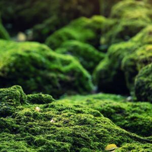 Mystic Moss
