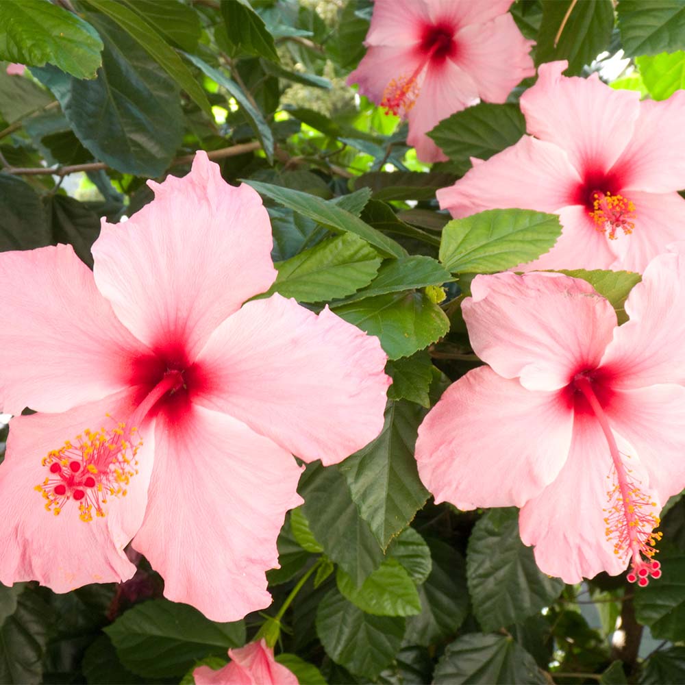 100% Natural Scent - Pink Hibiscus