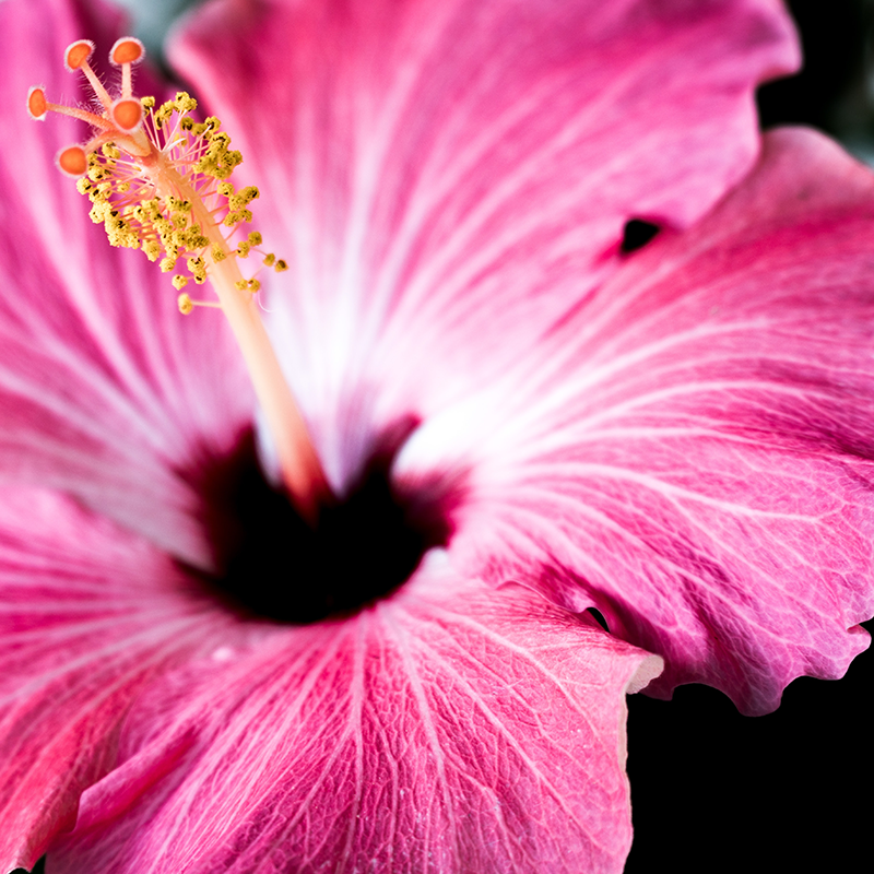 100% Natural Scent - Pink Hibiscus - Image 2
