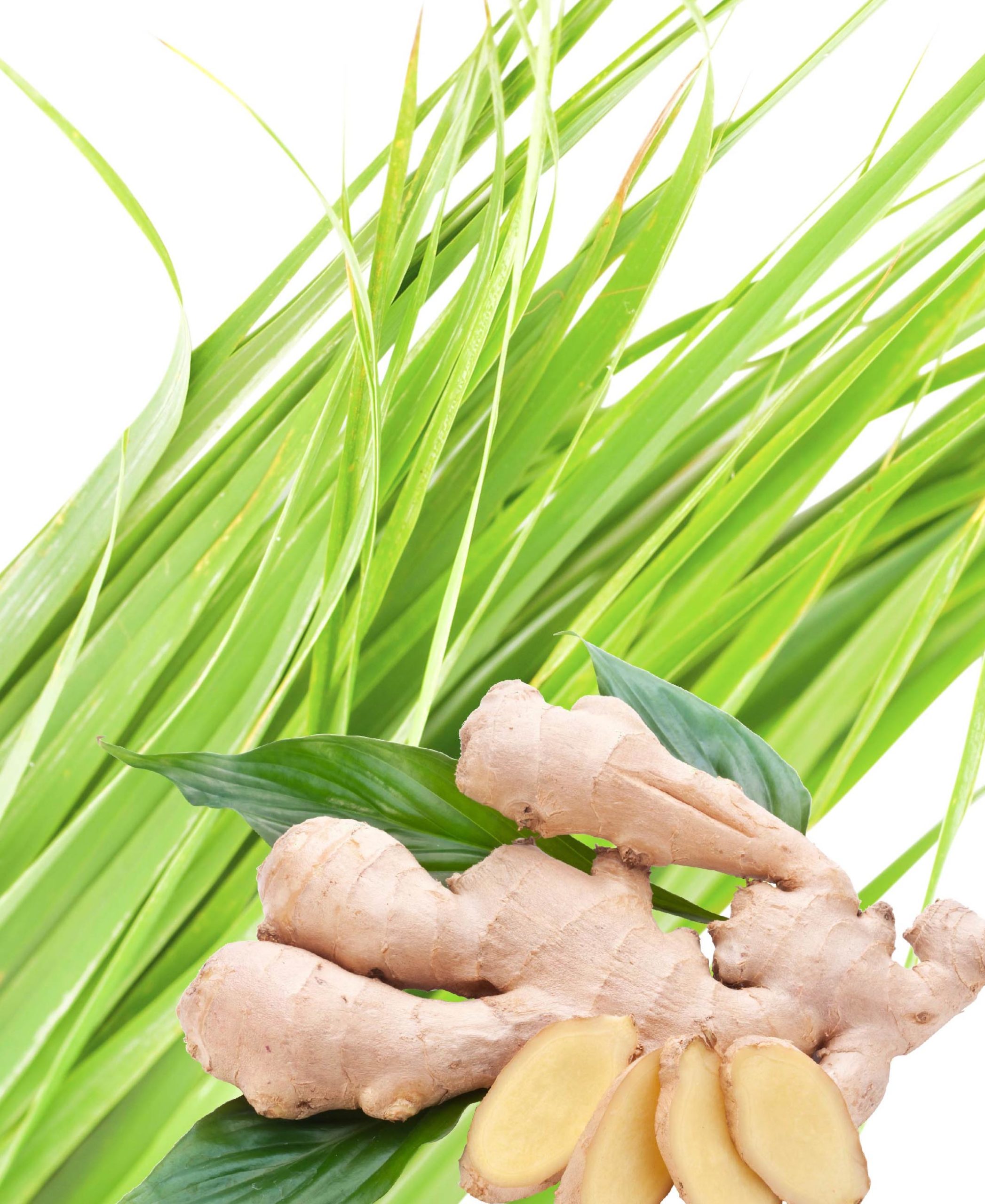 Lemongrass & Ginger - Image 2