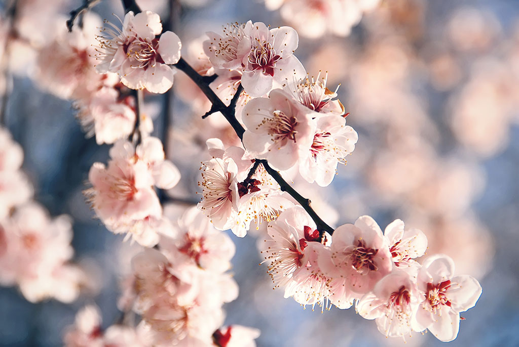 Cherry Blossom BBW Type - Image 2