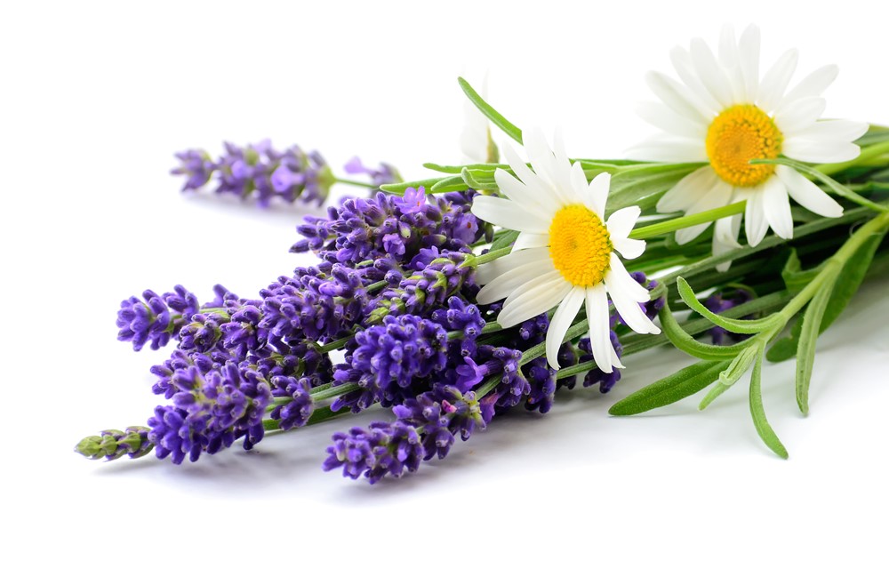 Lavender Chamomile - Image 2