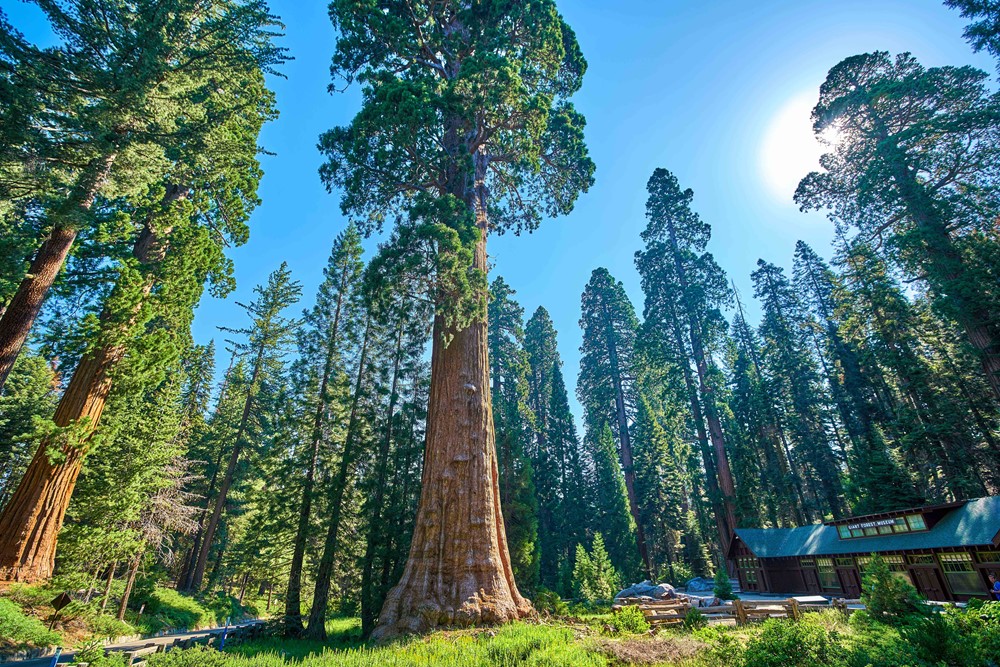 Sequoia & English Oak - Image 2