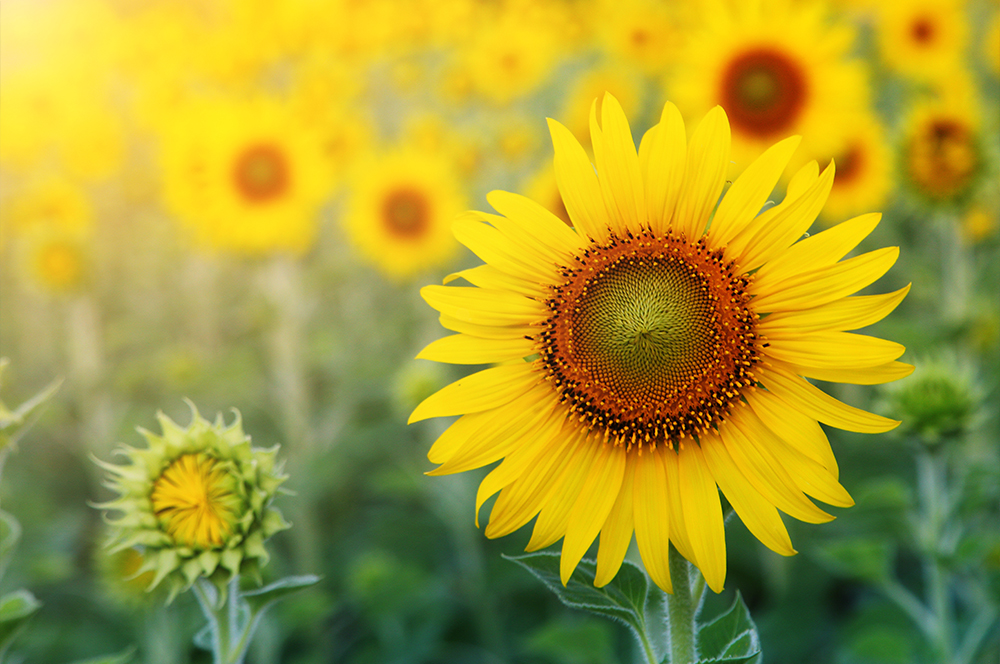 Sunflowers & Sunshine - Image 2