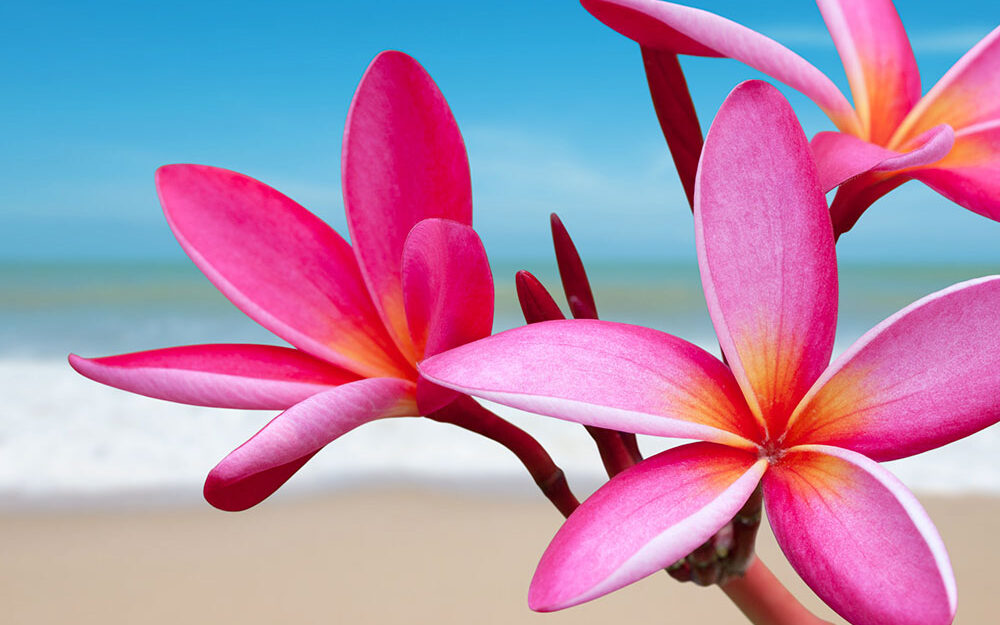 Beachwoods & Blossoms