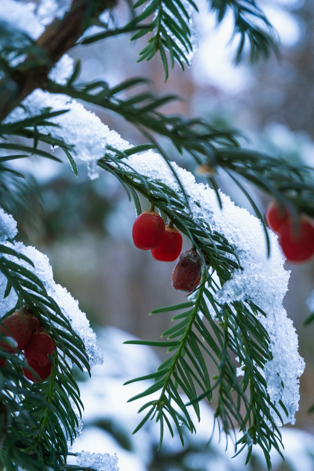 White Berry Balsam