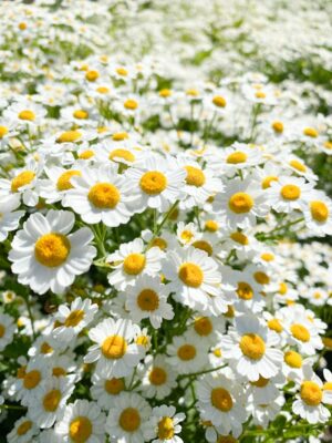 Dancing Daisies