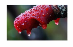 Dragons Blood